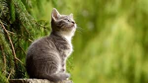 kissa